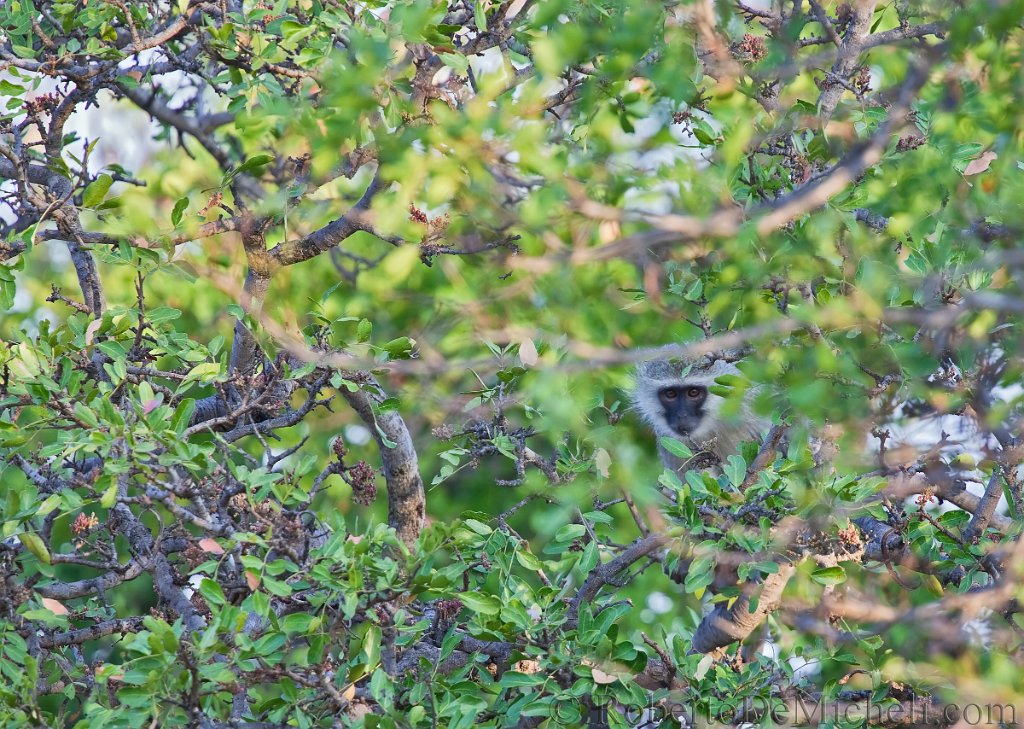 slides/IMG_2569 (2).jpg  Vervet Monkey, Timbavati Reserve, South Africa